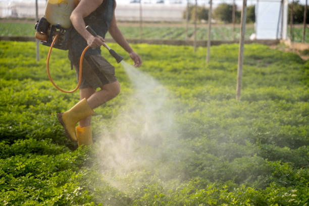 Best Ant Control Services  in Lincoln, MO