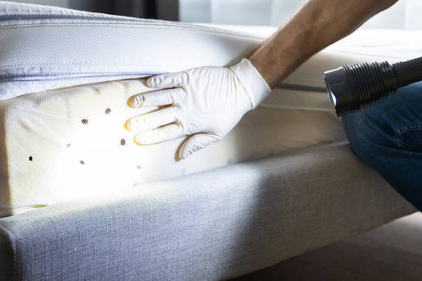 Best Residential Pest Control  in Lincoln, MO