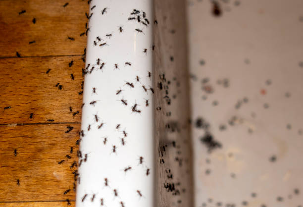 Best Spider Control Near Me  in Lincoln, MO