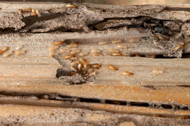 Best Affordable Pest Control Services  in Lincoln, MO