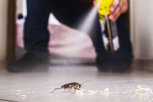 Best Wasp Removal Services  in Lincoln, MO